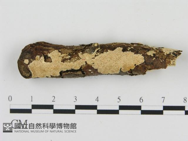 登錄號:F0004252藏品圖，第1張