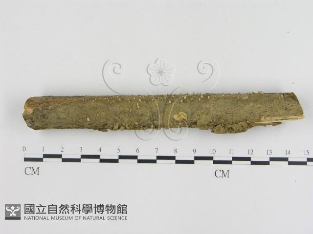 登錄號:F0014252藏品圖，第1張