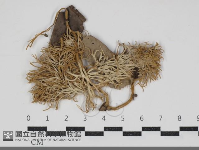 登錄號:F0034252藏品圖，第1張