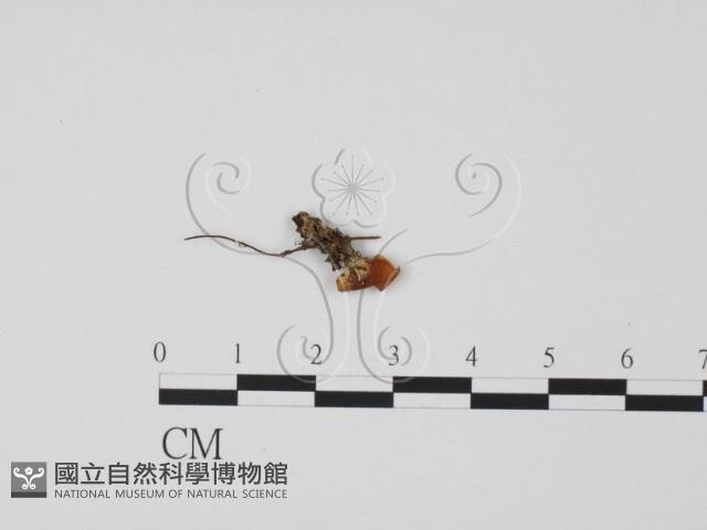 登錄號:F0012252藏品圖，第1張