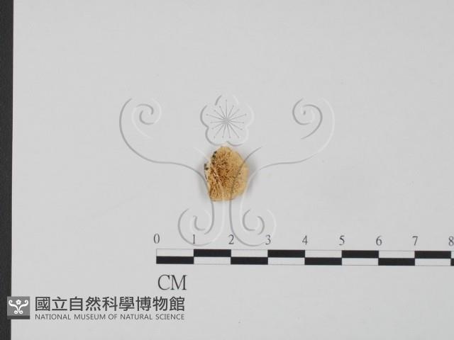 登錄號:F0017252藏品圖，第3張