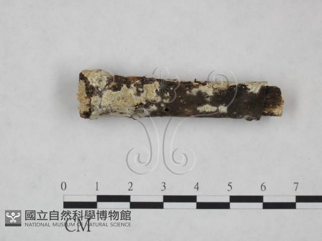 登錄號:F0025252藏品圖，第1張