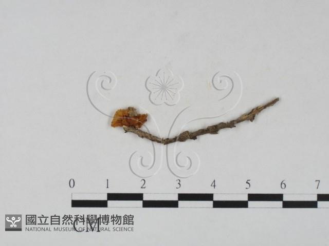 登錄號:F0005252藏品圖，第1張
