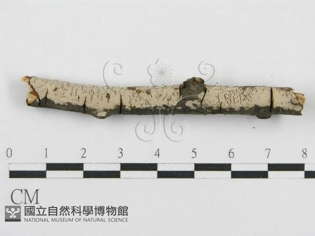 登錄號:F0015252藏品圖，第1張