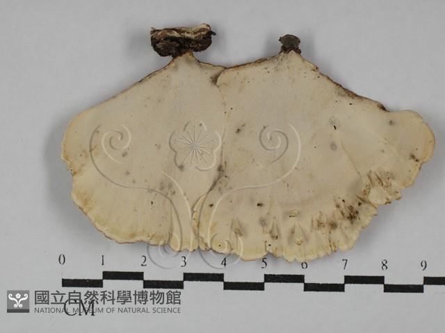 小孔菌屬藏品圖，第1張