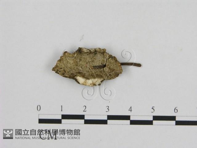 寡孔菌屬藏品圖，第1張