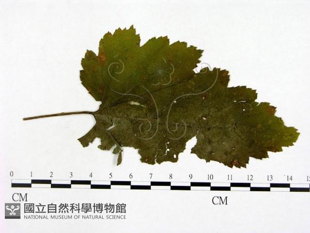 登錄號:F0019252藏品圖，第1張