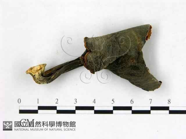 登錄號:F0013252藏品圖，第1張