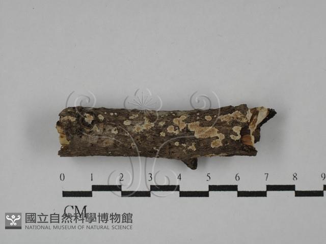 絲齒菌屬藏品圖，第1張