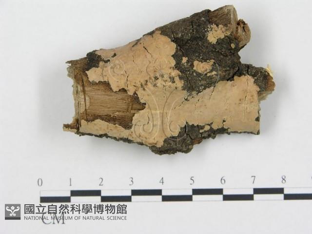 登錄號:F0008852藏品圖，第1張