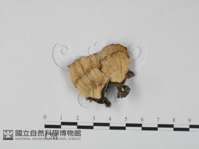 雲芝藏品圖，第1張