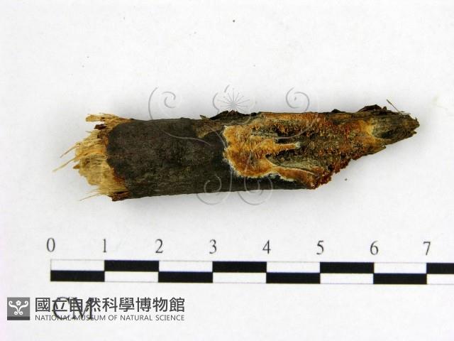 顯絲菌屬藏品圖，第1張