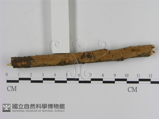 刺革菌屬藏品圖，第1張
