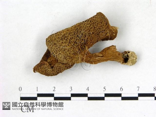 登錄號:F0010852藏品圖，第1張
