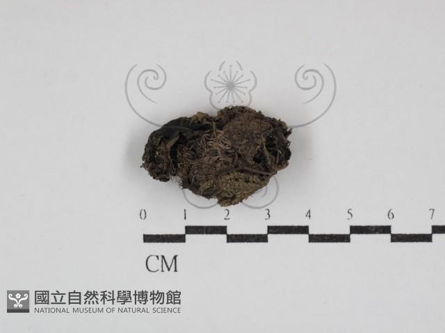 登錄號:F0030852藏品圖，第1張