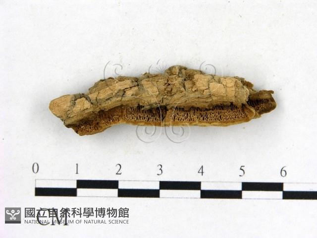 登錄號:F0006852藏品圖，第1張