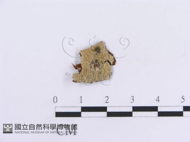 登錄號:F0016852藏品圖，第1張