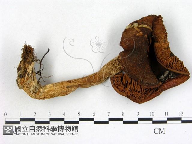 登錄號:F0021852藏品圖，第1張