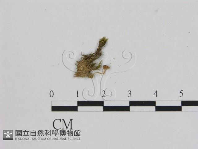 小菇屬藏品圖，第1張