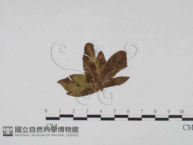 登錄號:F0011852藏品圖，第1張