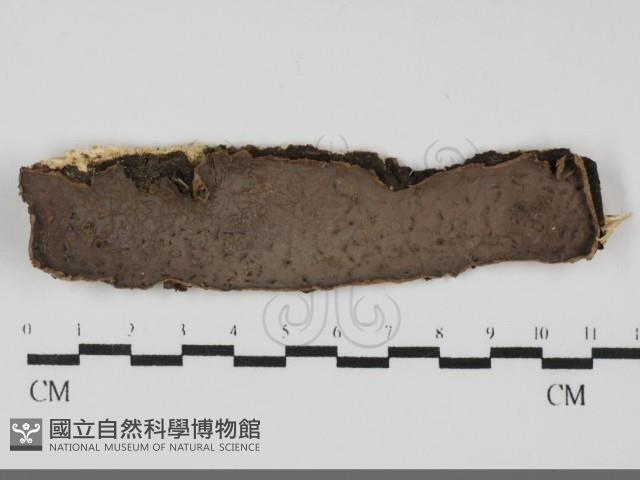 登錄號:F0031852藏品圖，第1張