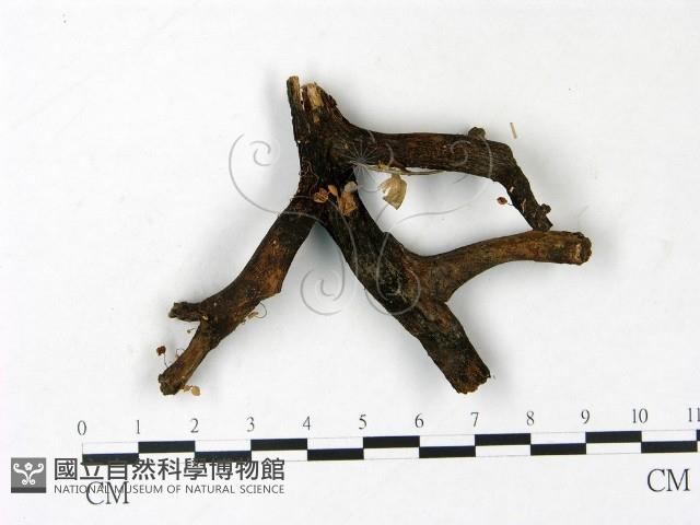 小皮傘屬藏品圖，第1張