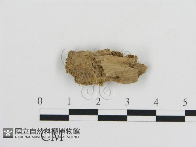 登錄號:F0002852藏品圖，第1張