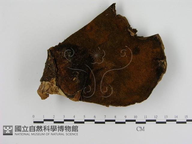 登錄號:F0012852藏品圖，第1張