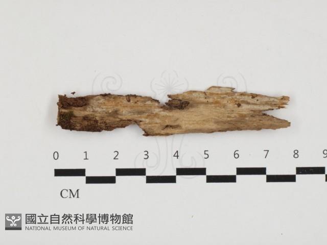 登錄號:F0032852藏品圖，第1張