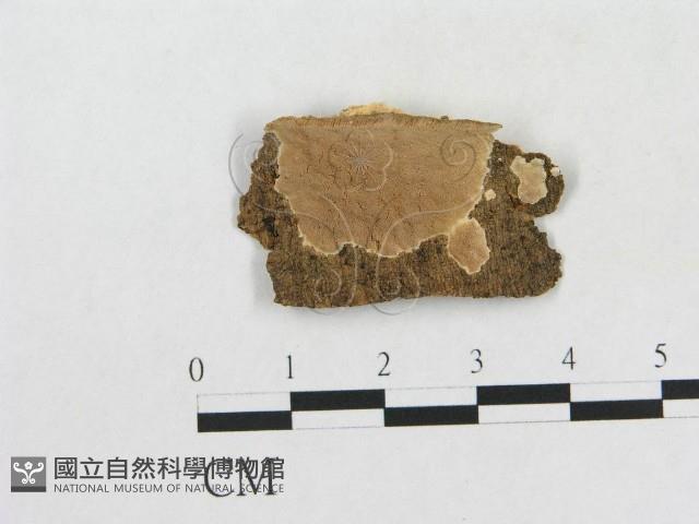 登錄號:F0007852藏品圖，第1張