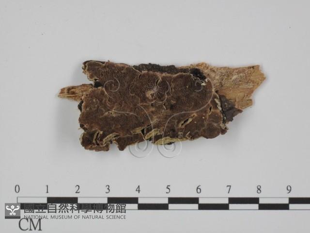 登錄號:F0005852藏品圖，第1張