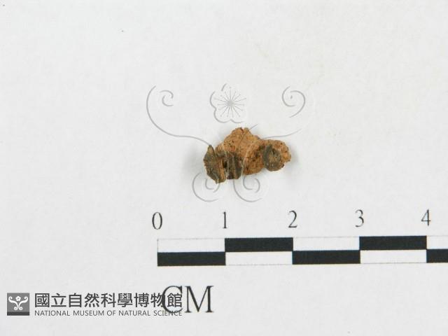 登錄號:F0015852藏品圖，第1張