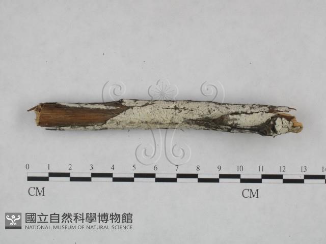 冇骨消絲齒菌藏品圖，第1張