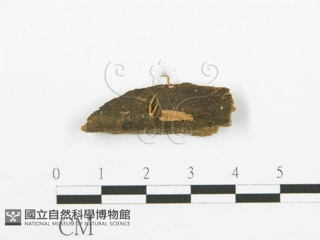 登錄號:F0003852藏品圖，第1張