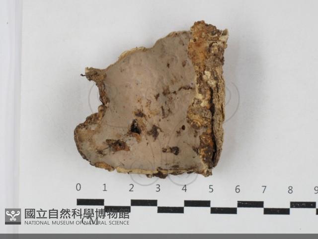 登錄號:F0033852藏品圖，第1張