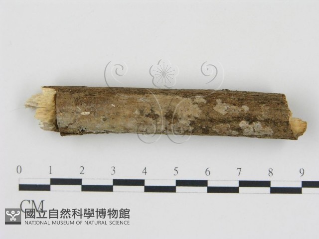 登錄號:F0008952藏品圖，第1張