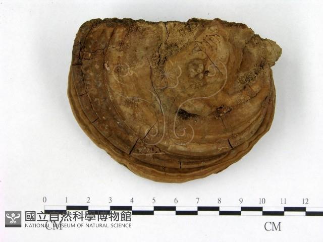 登錄號:F0020952藏品圖，第1張