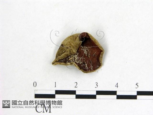 毛木耳藏品圖，第1張