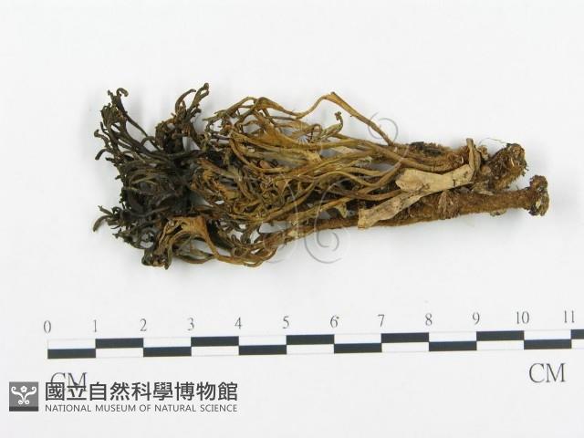 登錄號:F0006952藏品圖，第1張