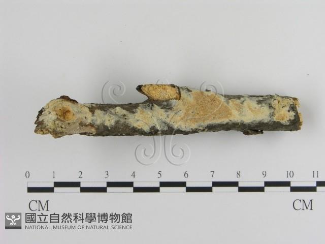 登錄號:F0016952藏品圖，第1張