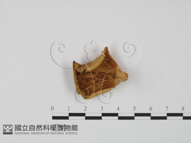 糙皮側耳藏品圖，第1張
