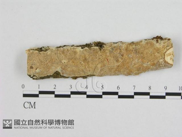 登錄號:F0001952藏品圖，第1張