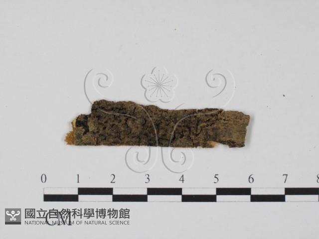 登錄號:F0011952藏品圖，第1張