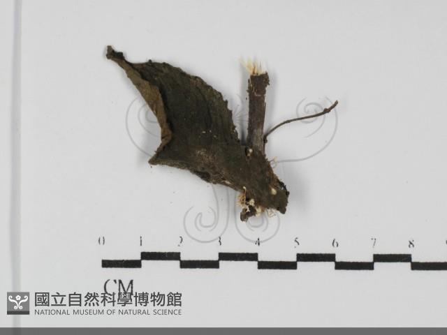 登錄號:F0031952藏品圖，第1張