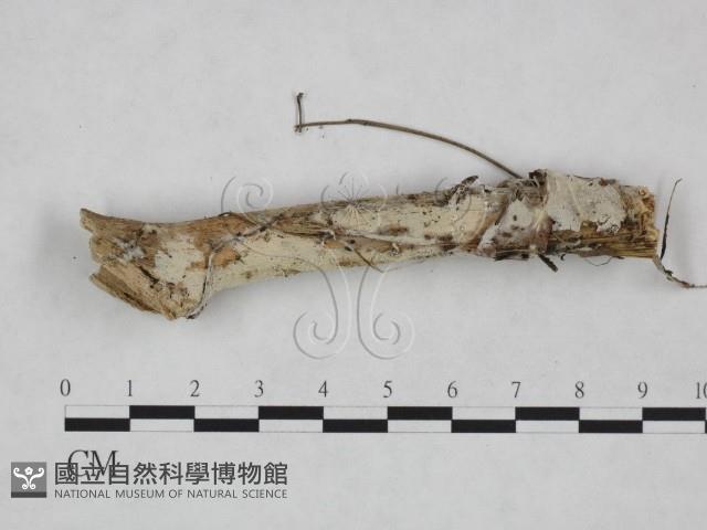 館號:F0024952藏品圖，第1張