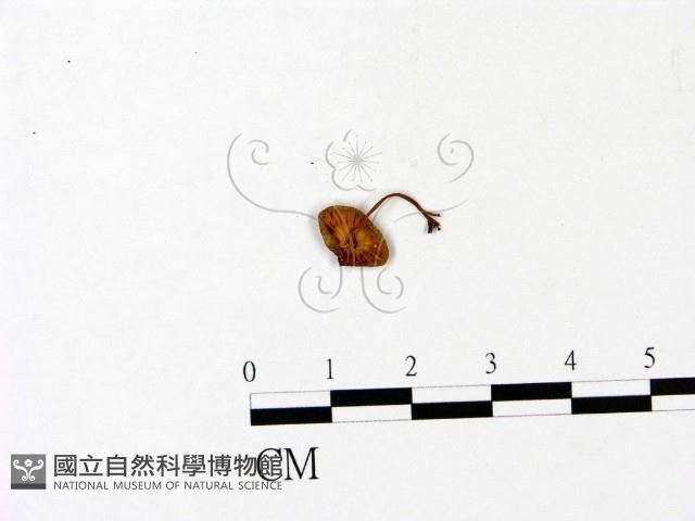 登錄號:F0022952藏品圖，第1張