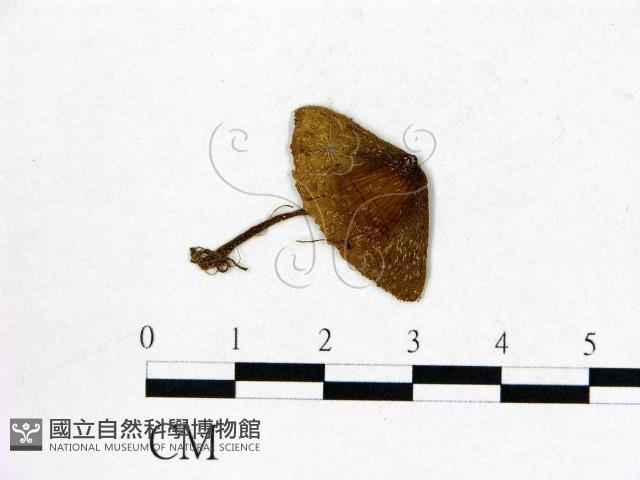 登錄號:F0012952藏品圖，第1張