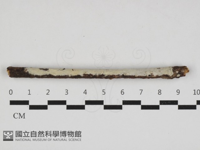 登錄號:F0032952藏品圖，第1張