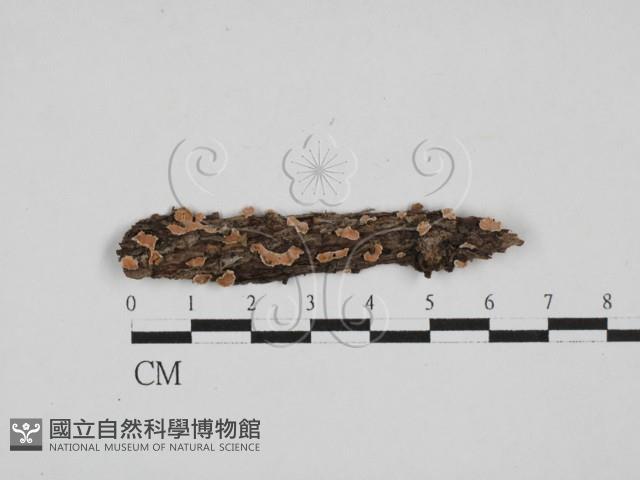 盤革菌屬藏品圖，第1張