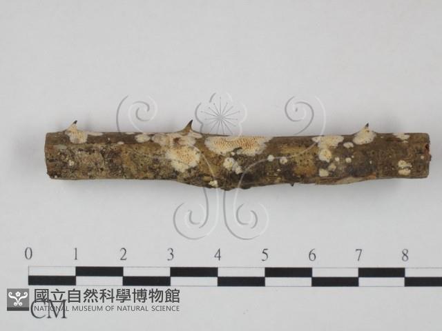 登錄號:F0007952藏品圖，第1張